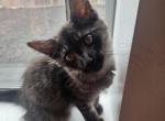 Maine Coons brother's - Maine Coon Kitten For Sale - Marysville&comma; WA&comma; US