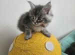 Maine coon kittens 3 Males 3 female's - Maine Coon Kitten For Sale - Marysville&comma; WA&comma; US