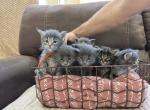 The Mazatl&aacute;n Litter - Maine Coon Kitten For Sale - Hemet&comma; CA&comma; US