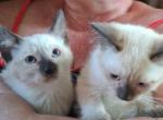 Peytons babies - Siamese Kitten For Sale - Sacred Heart&comma; MN&comma; US