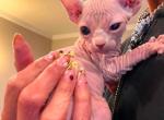 Sphynx - Sphynx Kitten For Sale - Lancaster&comma; PA&comma; US