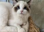 Mochi - Ragdoll Kitten For Sale - Potomac&comma; MD&comma; US