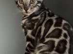 Raja - Bengal Kitten For Sale - MO&comma; US