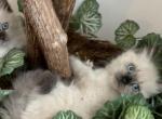 Cocoa - Himalayan Kitten For Sale - Annandale&comma; VA&comma; US