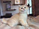 Gigi - British Shorthair Kitten For Sale - Fontana&comma; CA&comma; US