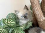 Chip - Domestic Kitten For Sale - Annandale&comma; VA&comma; US