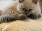 Cookie - Domestic Kitten For Sale - Annandale&comma; VA&comma; US