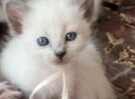 Balinese Girl White collar - Balinese Kitten For Sale - Wayland&comma; MA&comma; US