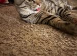 Mufasa - Domestic Cat For Adoption - Lawrenceville&comma; GA&comma; US