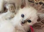 Balinese Girl Fuchsia collar - Balinese Kitten For Sale - Wayland&comma; MA&comma; US