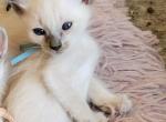Balinese Boy Light Blue collar - Balinese Kitten For Sale - Wayland&comma; MA&comma; US