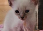 Balinese Girl Pink collar - Balinese Kitten For Sale - Wayland&comma; MA&comma; US
