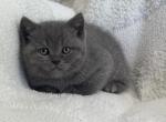Scottish straight kitten - Scottish Straight Kitten For Sale - Charlotte&comma; NC&comma; US