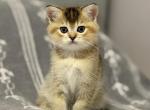 Scottish Straight Boy - Scottish Straight Kitten For Sale - Orlando&comma; FL&comma; US