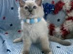 TICA Blue Mitted Bentley - Ragdoll Kitten For Sale - Mt Morris&comma; IL&comma; US