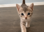 Hamilton - Singapura Kitten For Sale - 
