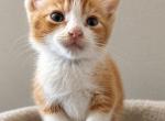 Otis - Singapura Kitten For Sale