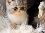 Paco - Exotic Kitten For Sale - Millstone Township&comma; NJ&comma; US