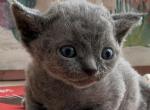 Oscar - Devon Rex Kitten For Sale - P J S&comma; NY&comma; US