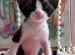 Kai - Devon Rex Kitten For Sale - P J S&comma; NY&comma; US