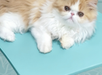 Key - Persian Kitten For Sale - Duluth&comma; GA&comma; US