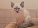 Lavender Balinese 1 F - Balinese Kitten For Sale - NY&comma; US