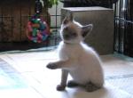 Sirius - Siamese Kitten For Sale
