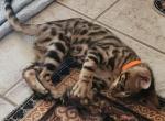 Orange Collar Bengal Boy - Bengal Kitten For Sale - 