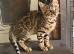 Pink Collar Femal Bengal - Bengal Kitten For Sale - Perris&comma; CA&comma; US