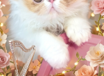 Peele - Persian Kitten For Sale - Duluth&comma; GA&comma; US