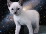 Andromeda - Siamese Kitten For Sale - Anza&comma; CA&comma; US