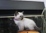 Ursa - Siamese Kitten For Sale - Anza&comma; CA&comma; US