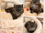 SMOKEY - Persian Kitten For Sale - Orlando&comma; FL&comma; US