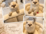 SNOW - Persian Kitten For Sale - Orlando&comma; FL&comma; US