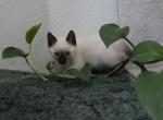Nova - Siamese Kitten For Sale - Anza&comma; CA&comma; US