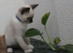 Draco - Snowshoe Kitten For Sale - 