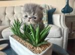 Stormy - Persian Kitten For Sale - 