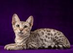 Silver Savannah boy - Savannah Kitten For Sale - Ellerbe&comma; NC&comma; US