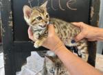 Belle - Bengal Kitten For Sale - Vandalia&comma; OH&comma; US