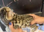 Lilly - Bengal Kitten For Sale - Vandalia&comma; OH&comma; US