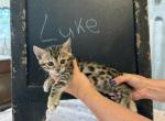 Luke - Bengal Kitten For Sale - Vandalia&comma; OH&comma; US