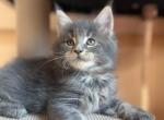 Varia - Maine Coon Kitten For Sale - 