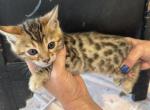 Simba - Bengal Kitten For Sale - Vandalia&comma; OH&comma; US
