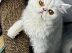 CO2 Princess Seraphina Available White Persian - Persian Kitten For Sale - 