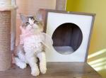 SK018 - Selkirk Rex Kitten For Sale - 