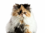 Pixie - Persian Kitten For Sale - FL&comma; US