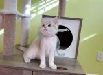 B066 - British Shorthair Kitten For Sale - 