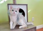 B066 - British Shorthair Kitten For Sale - 