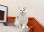 M022 - Minuet Kitten For Sale - 
