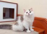 M022 - Minuet Kitten For Sale - Los Angeles&comma; CA&comma; US